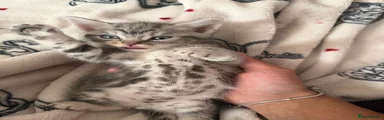 Egyptian Mau 3