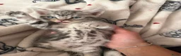 Egyptian Mau cats for sale: beautiful egyptian Mau kittens  in Chelmsford - Advert 8