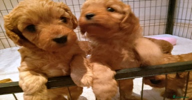 Cavapoo dogs - Advert 2