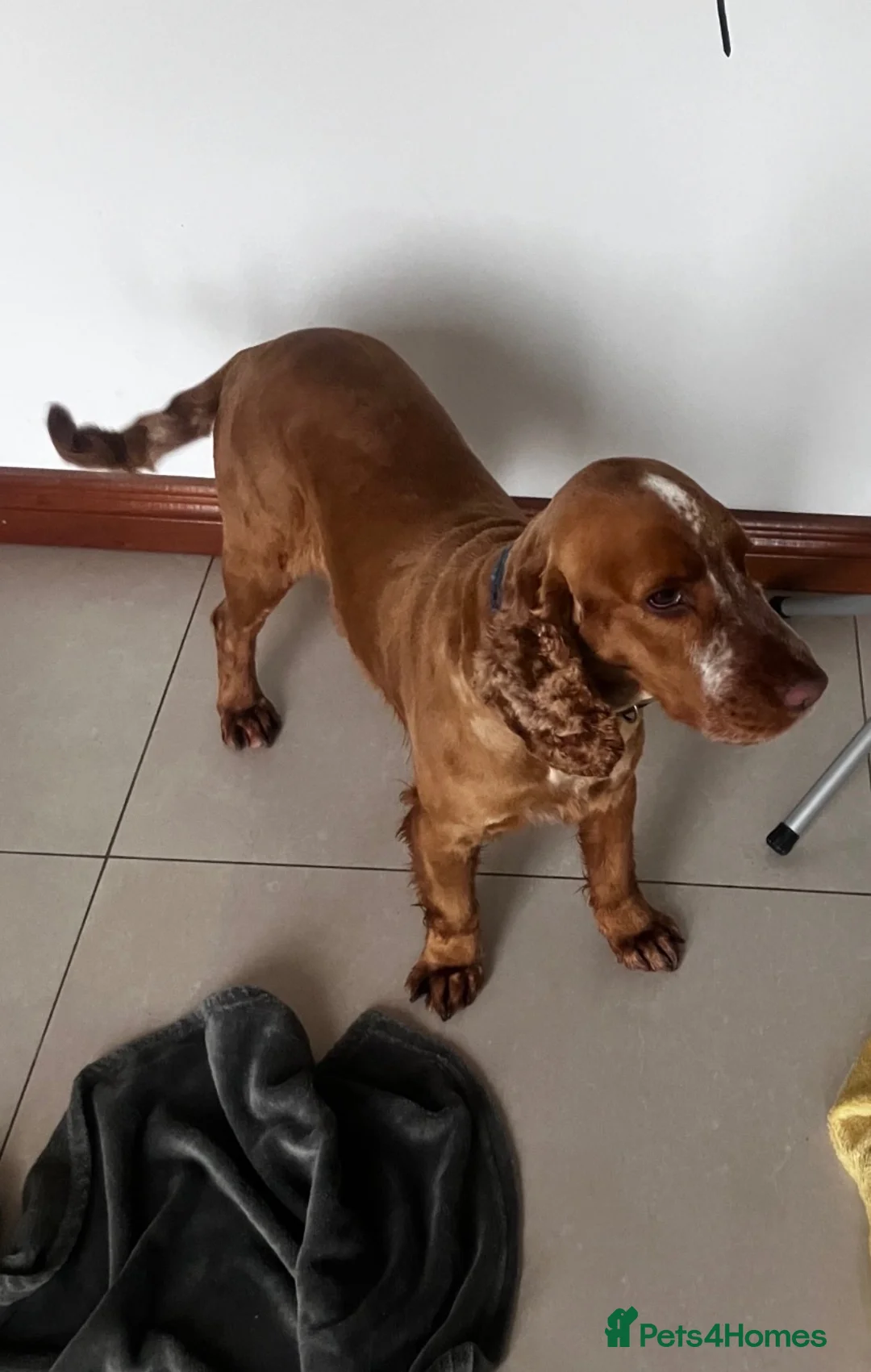 Cocker Spaniel dogs for stud: Cocker Spaniel Stud Available  in Dungannon - Advert 2