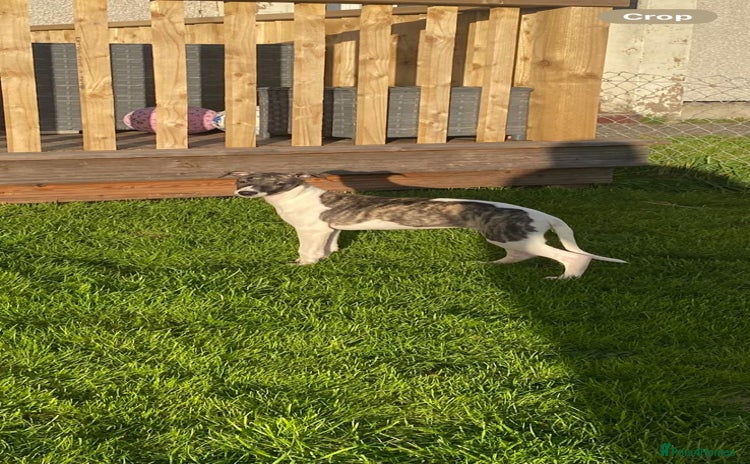 Whippet dogs - Advert 1