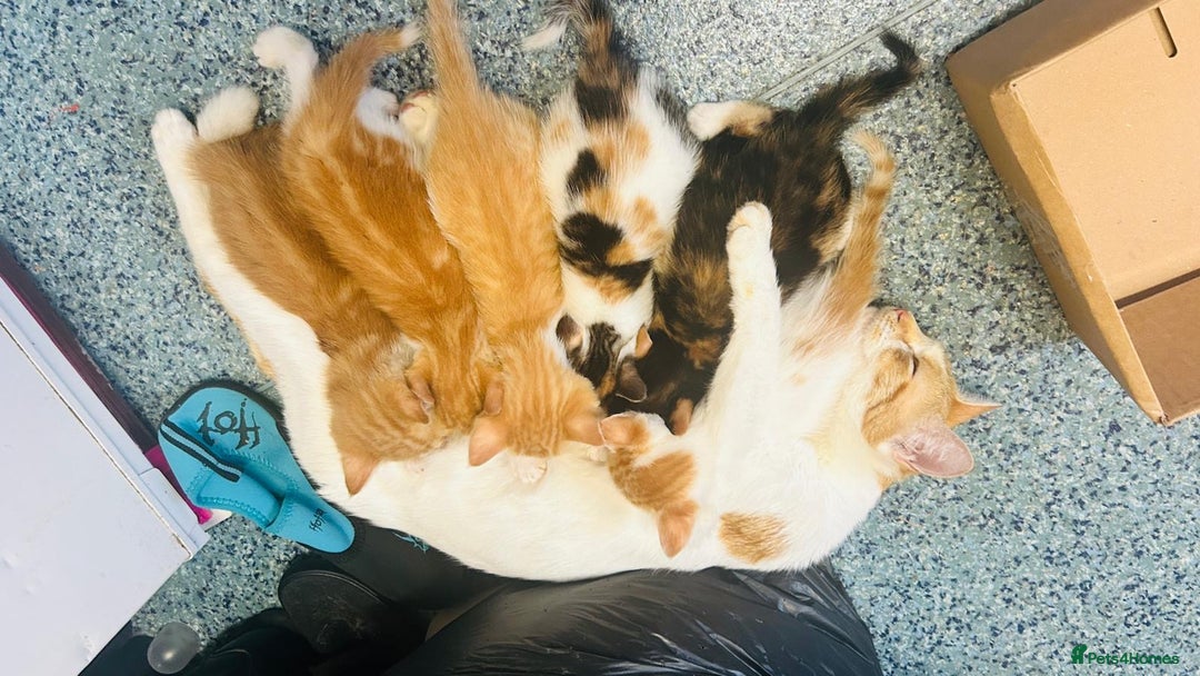 British Shorthair cats for sale: 📢 Kittens & Mum Looking for Loving Homes! - Image 1
