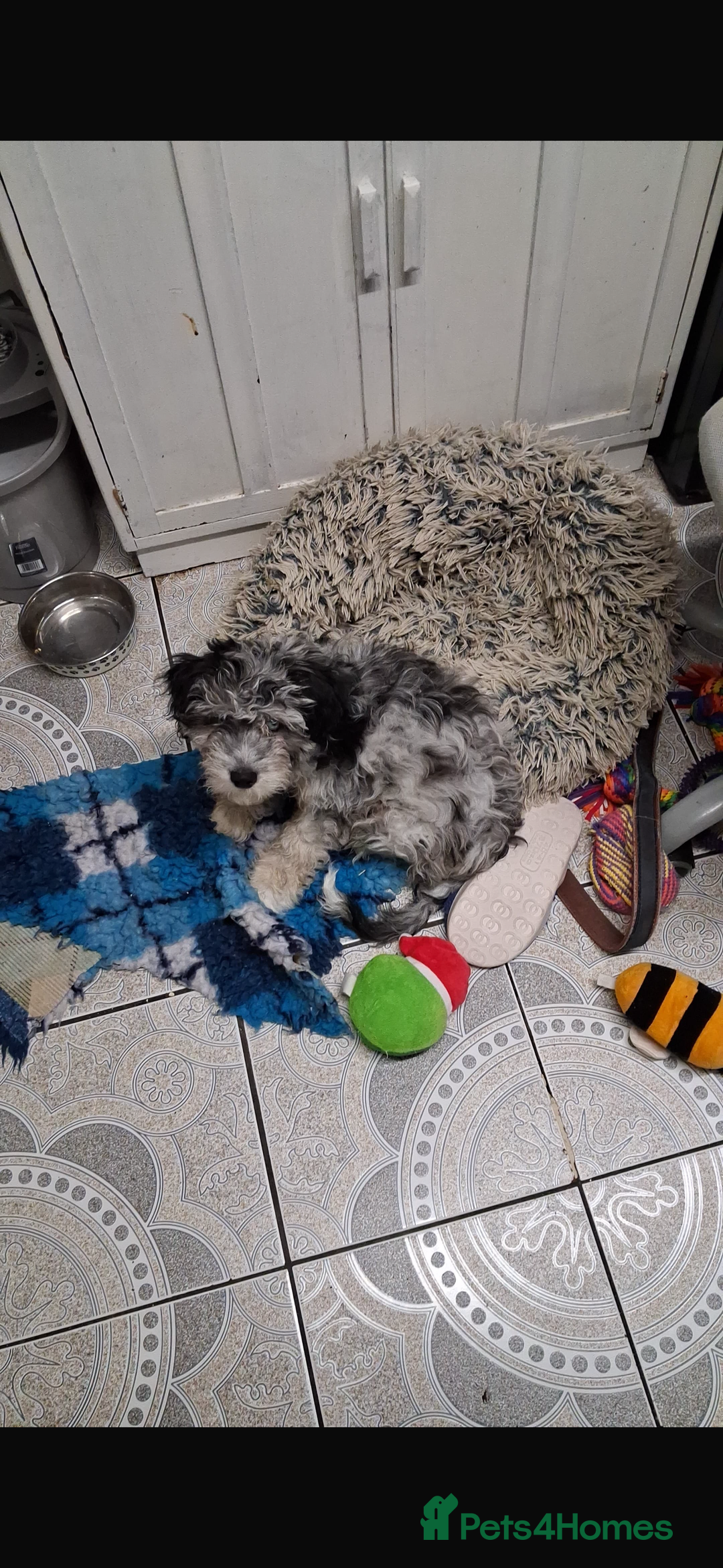 Cavapoochon dogs for sale: Cavapoochon puppy - Advert 4