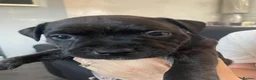 Staffordshire Bull Terrier dogs for sale: KC Beautiful litter of blue/red staffys  - Advert 25