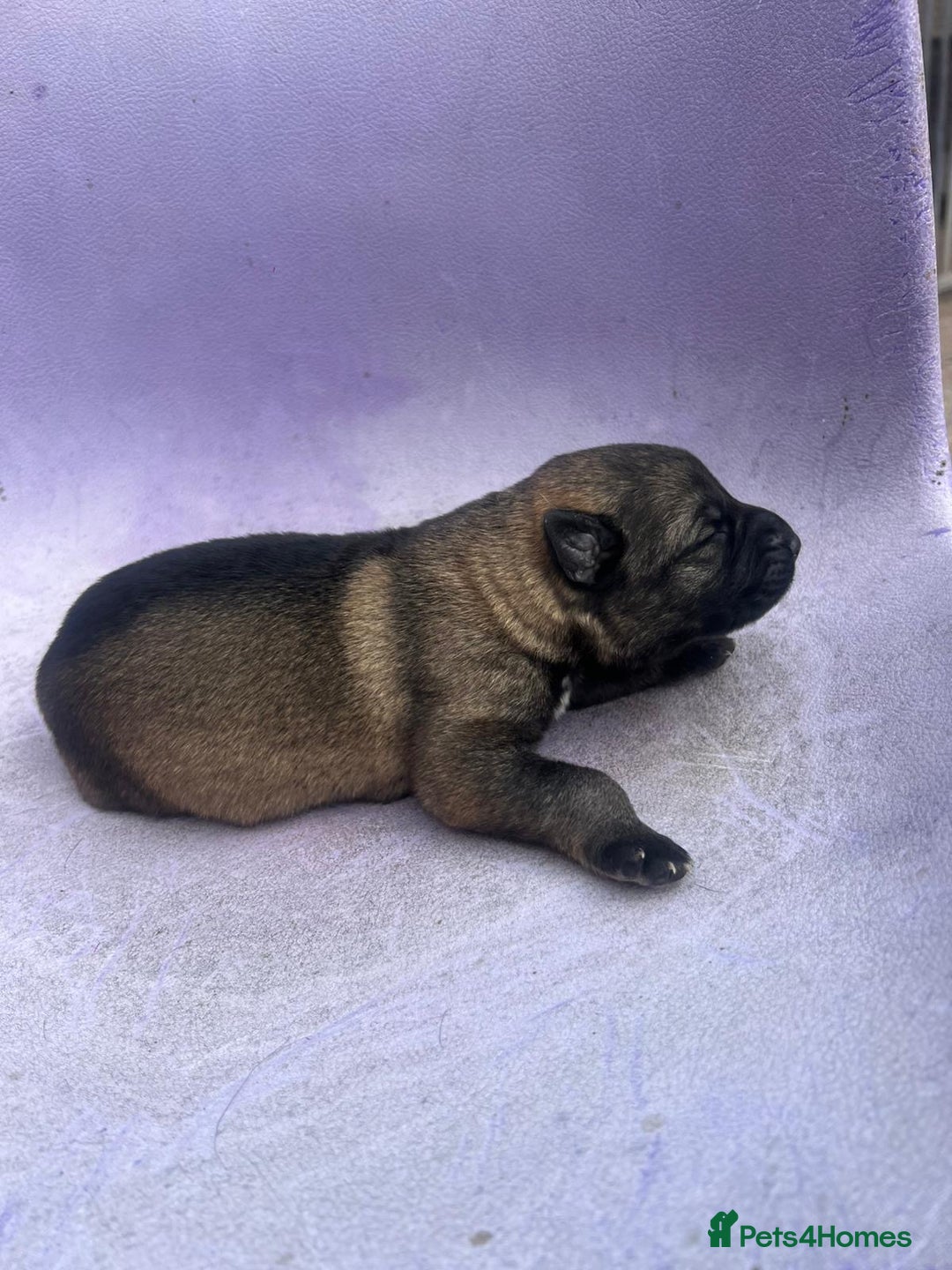 German Shepherd dogs for sale: KC Registered German Shepards Puppies  - Image 2