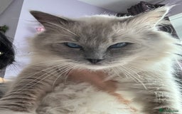 Ragdoll cats for sale: GCCF Active Blue Mitted Stud male for sale - Image 7