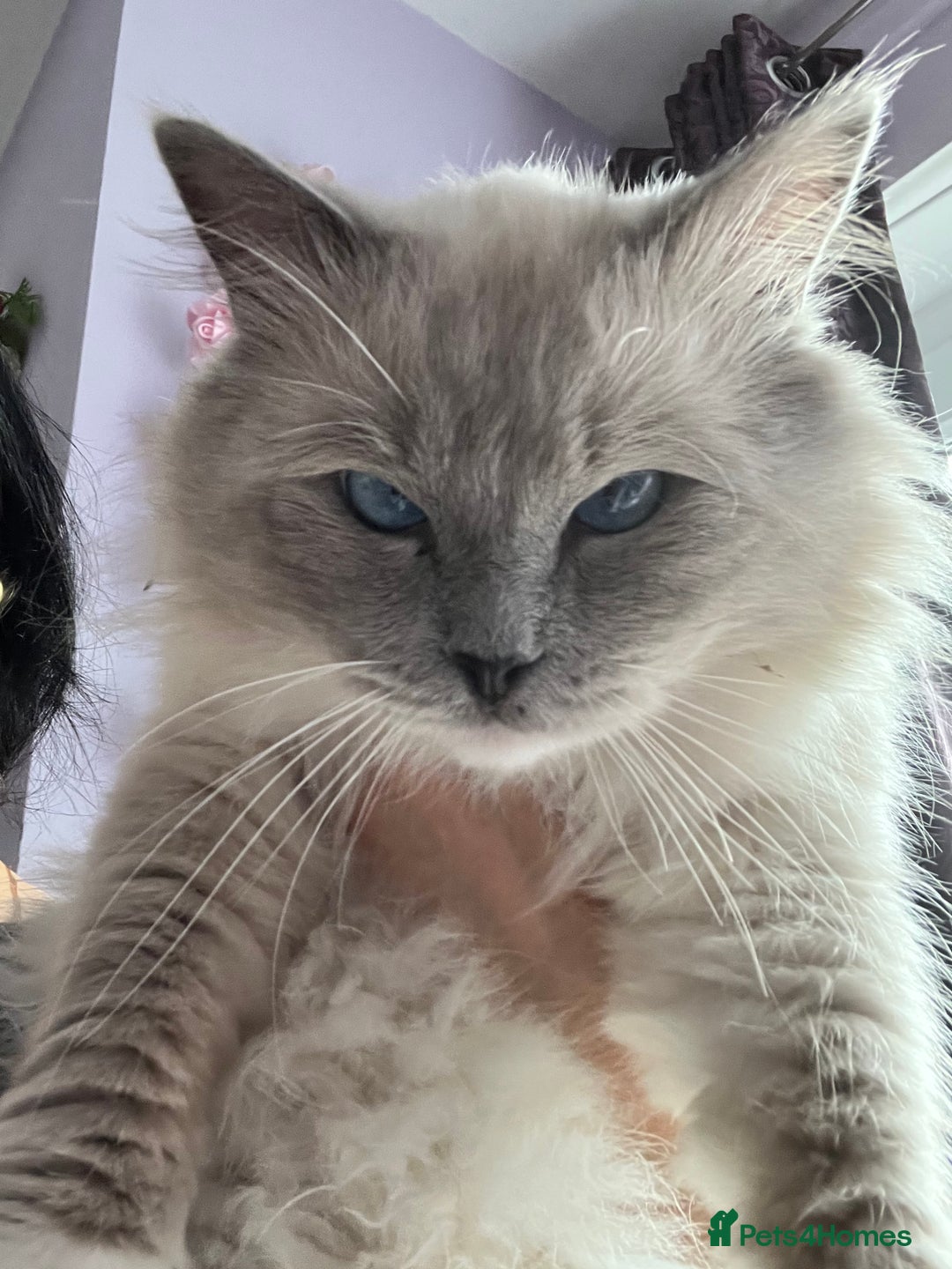 Ragdoll cats for sale: GCCF Active Blue Mitted Stud male for sale - Image 7