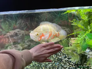 Cichlids fish 9”-10” Albino Oscar in Wisbech - Advert 1