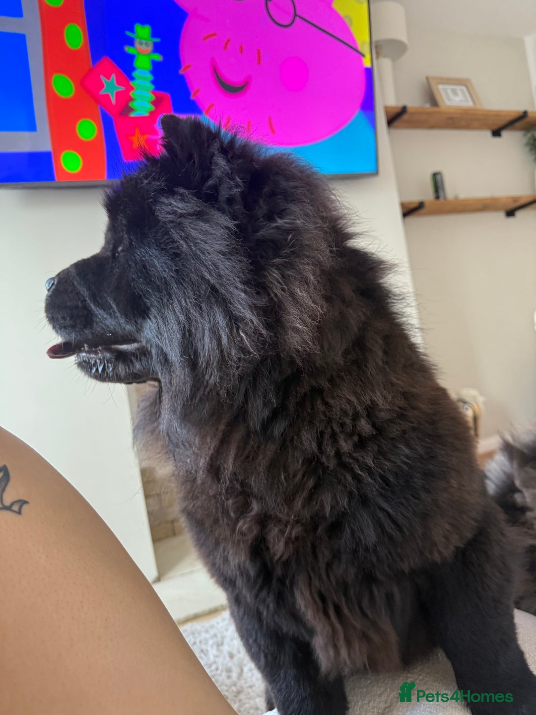 Chow Chow dogs for sale: chow chow 1.5 year old  - Image 2