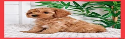 Cavapoo dogs for sale: Gorgeous cavapoo puppies from DNA tested parents - Advert 19