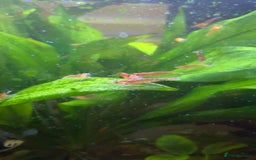 Shrimps fish for sale: Cherry shrimps for sale  - Image 5