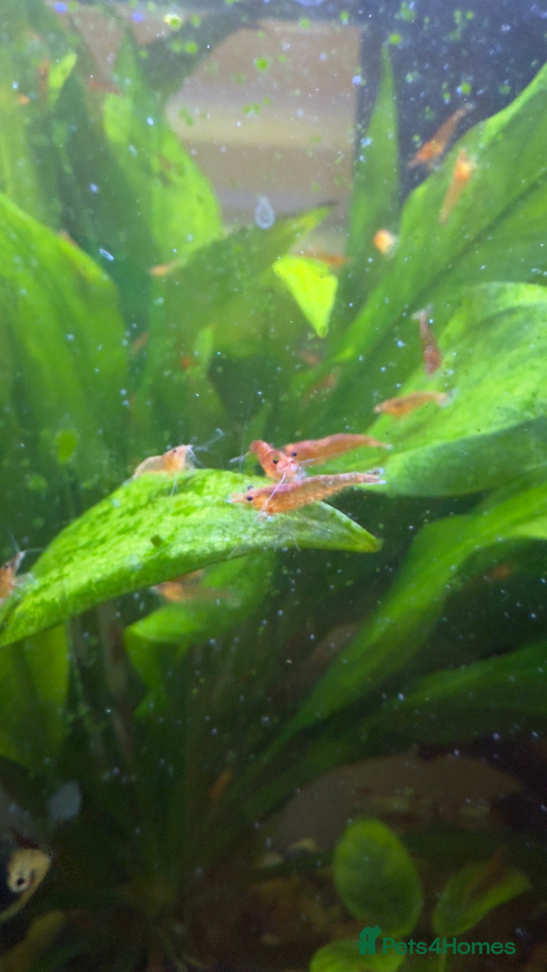 Shrimps fish for sale: Cherry shrimps for sale  - Image 5