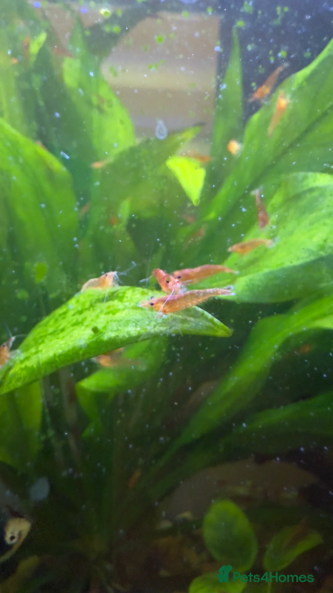 Shrimps fish for sale: Cherry shrimps for sale  - Advert 5