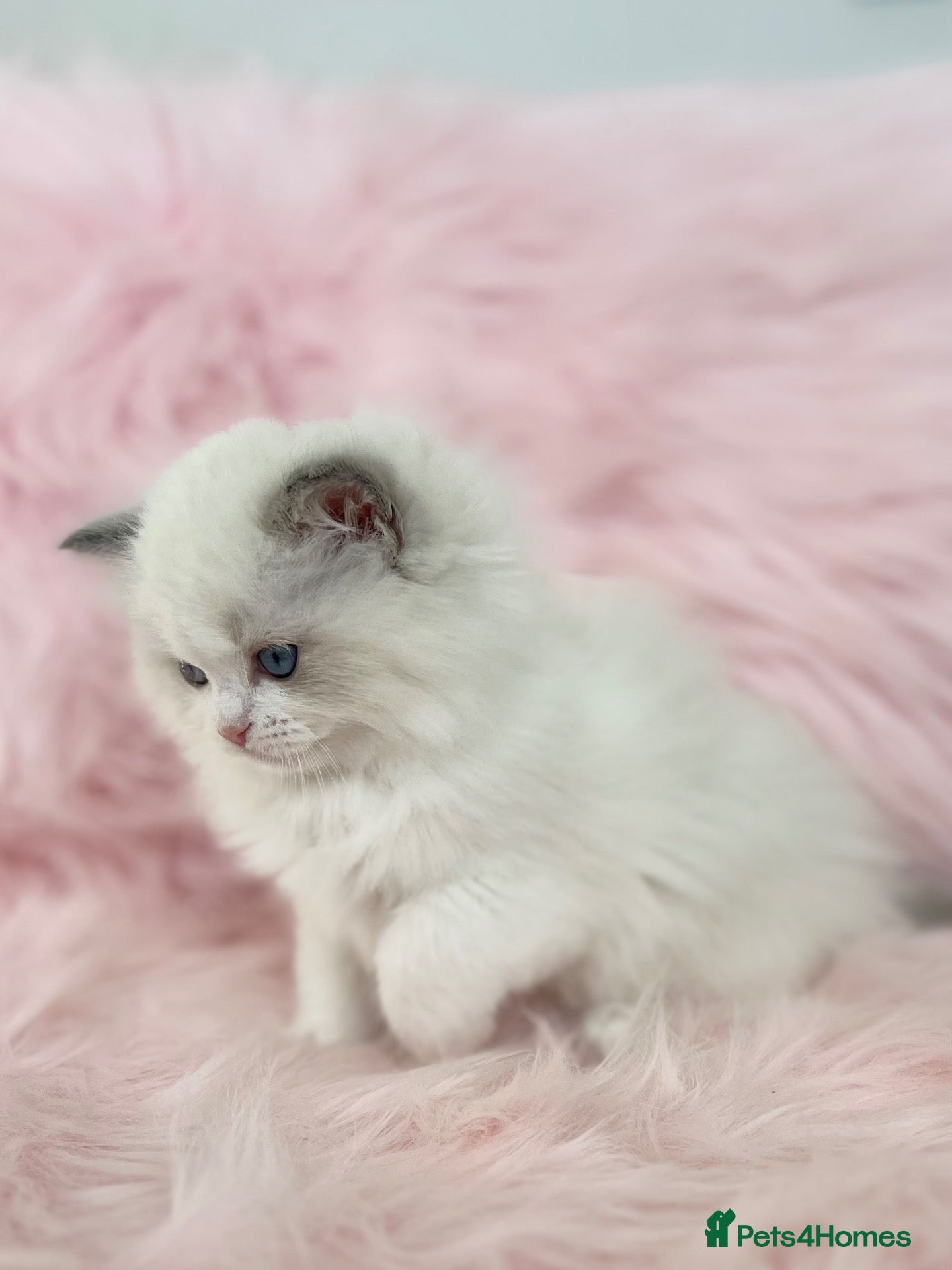 Ragdoll cats for sale: Beautiful with amazing eyes girl - Advert 1