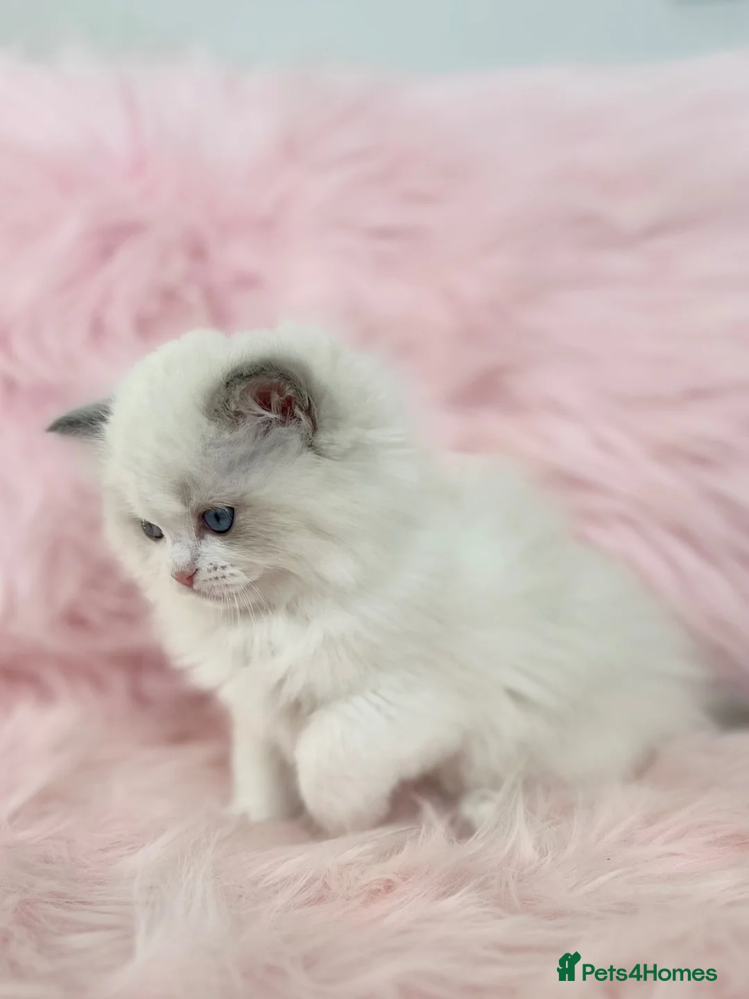 Ragdoll cats for sale: Beautiful with amazing eyes girl - Advert 1