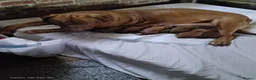 Dogue De Bordeaux dogs for sale: 10 Dogue de Bordeaux puppies for sale  in Maidstone - Advert 18