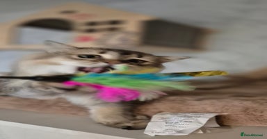 Scottish Fold cats in Ивсхам - Advert 2