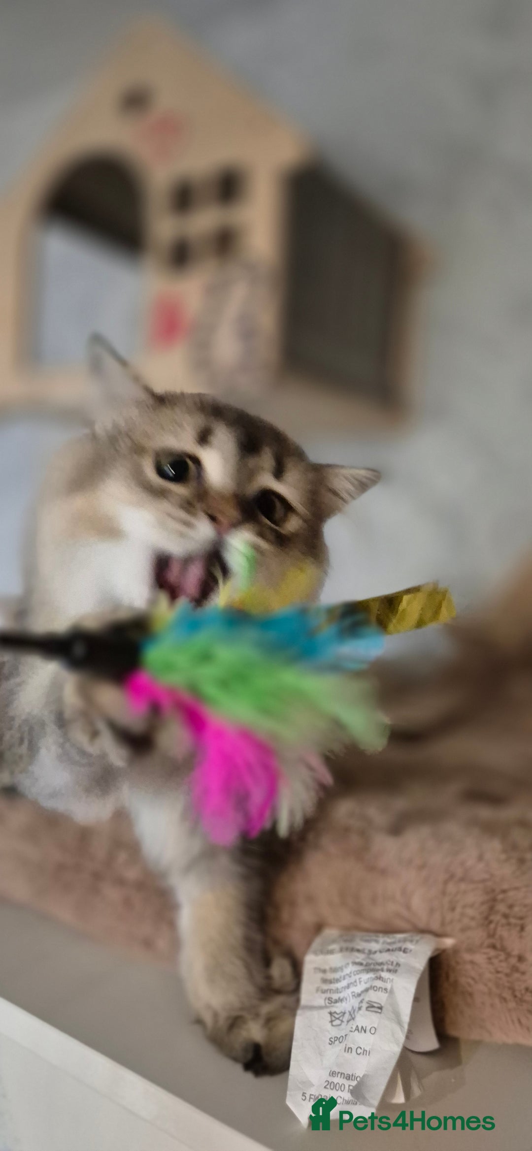 Scottish Fold cats for sale: 1 boy and 1 girl left Amazing Scottish Straights  in Ивсхам - Image 2
