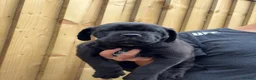 Cane Corso dogs for sale: Exceptional 88% Cane Corso / 12% Malinois Puppies in Preston - Advert 29