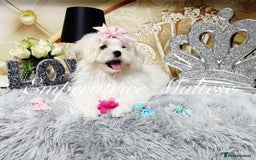 Maltese dogs for sale: Emperatrice Maltese-Korean Line Show Maltese KC Re - Advert 22