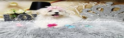 Maltese dogs for sale: Emperatrice Maltese-Korean Line Show Maltese KC Re - Advert 10