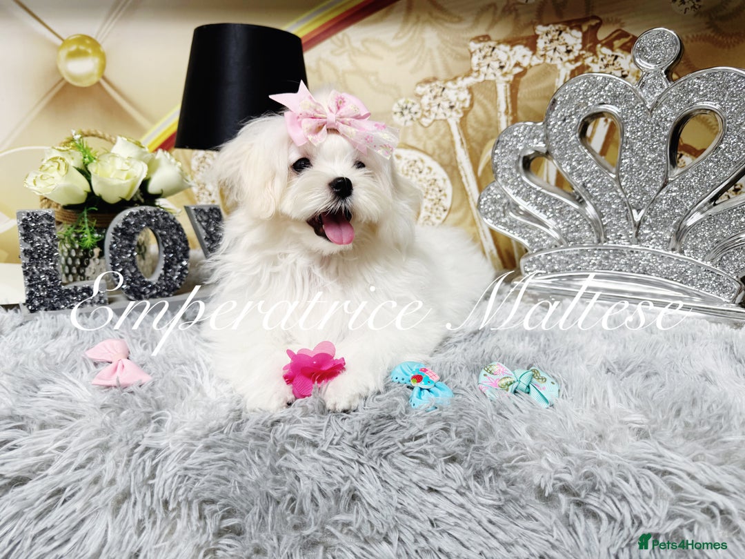 Maltese dogs for sale: Emperatrice Maltese-Korean Line Show Maltese KC Re - Advert 22