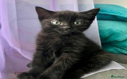 British Shorthair cats for sale: Male,Female  - Image 2
