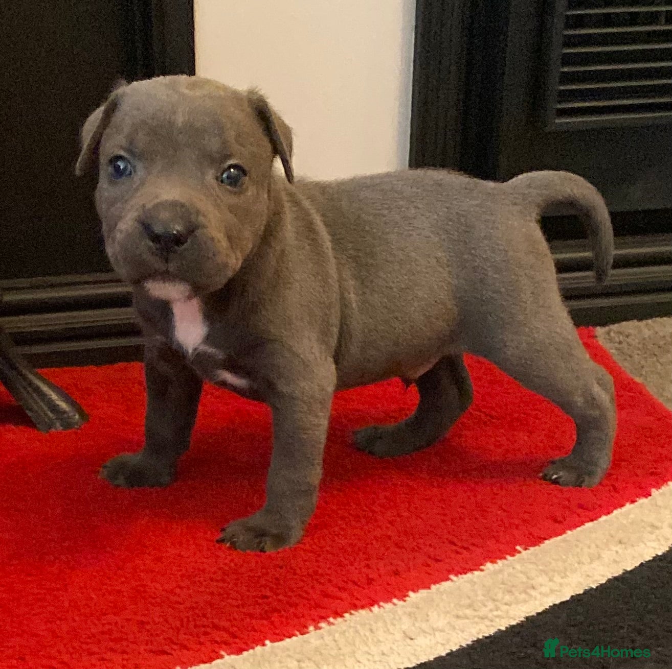 Staffordshire Bull Terrier dogs World renowned Samtan Blue Dozer Pups  - Advert 4