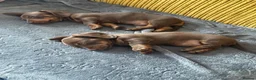 Miniature Dachshund dogs for sale: Tan Miniature dachshunds  - Advert 3