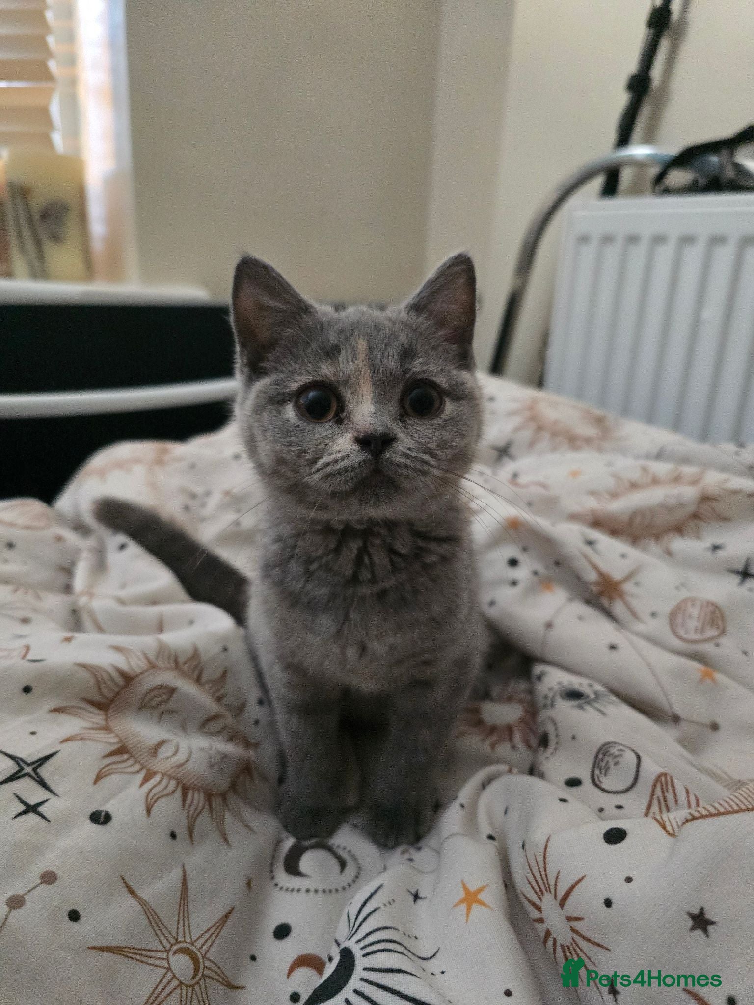 British Shorthair cats British short hair kittens. - Advert 1