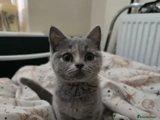 British Shorthair cats British short hair kittens. - Advert 1