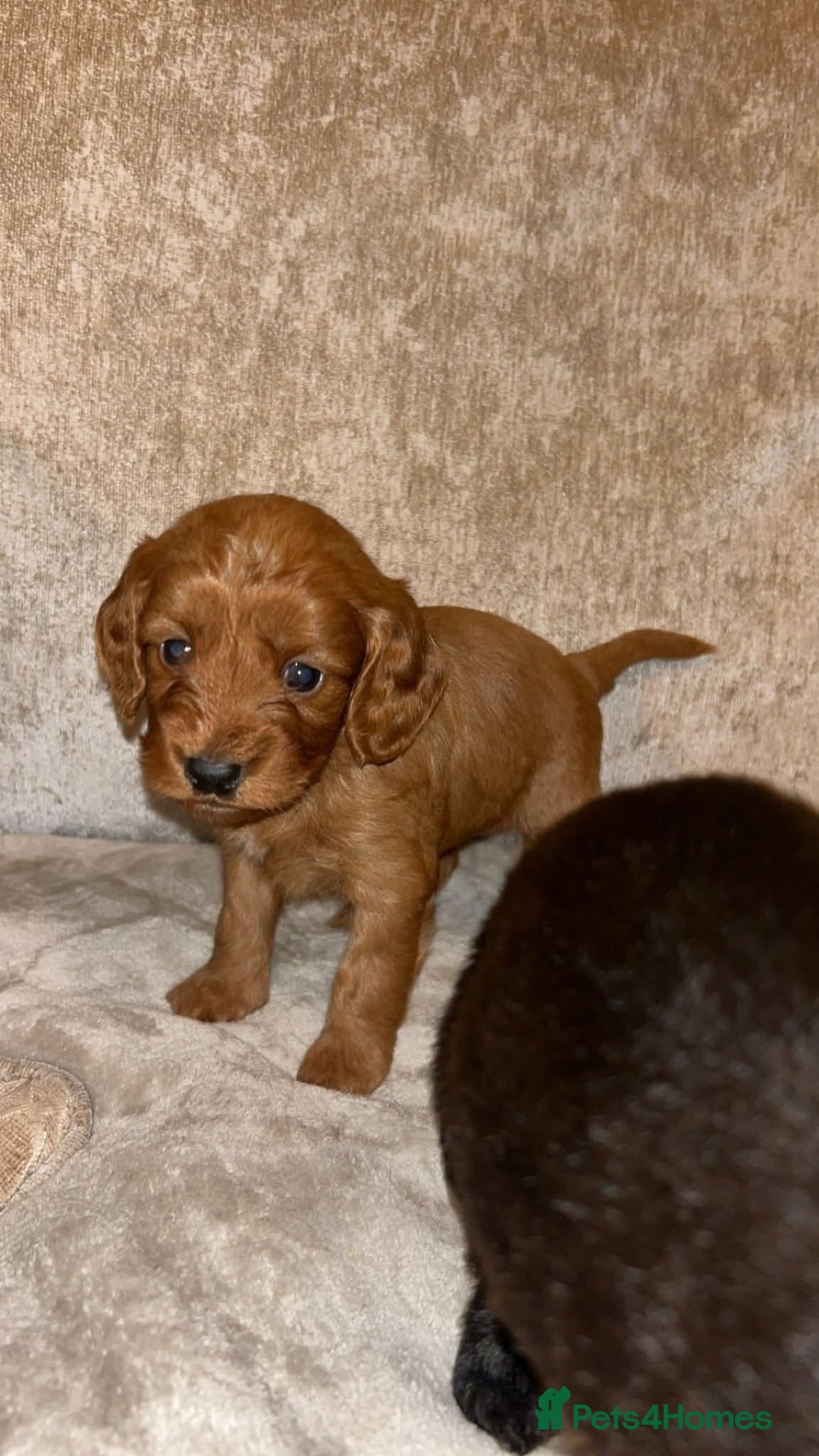 Cockapoo dogs for sale: Cockerpoo puppies  - Advert 2