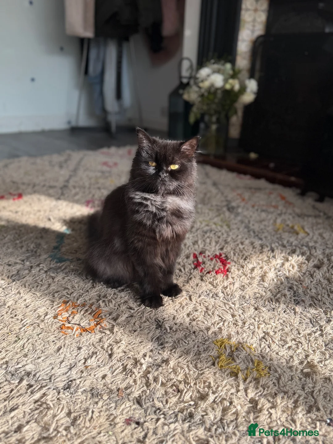 Persian cats for sale: Black miniature long haired Persian mixed kittens in Liverpool - Advert 2