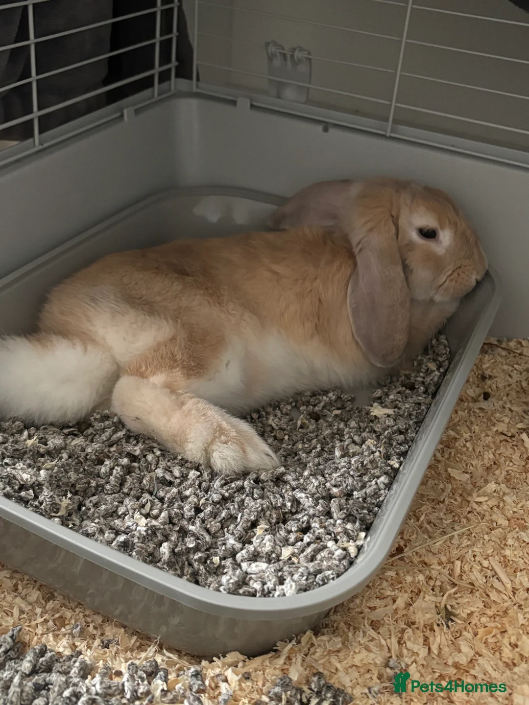 Mixed Breed rabbits for sale: Rabbit for sale  - Advert 3