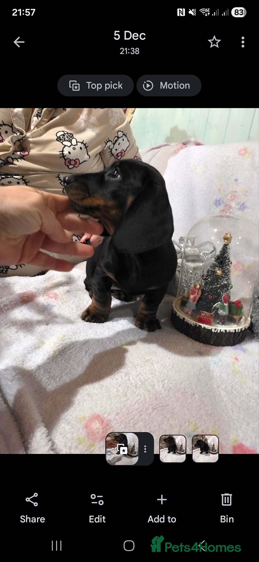 Dachshund dogs for sale: Beautifull puppies  - Advert 4