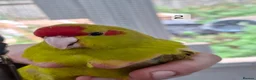 Parakeets birds for sale: Kakarikis males forsale - Advert 6