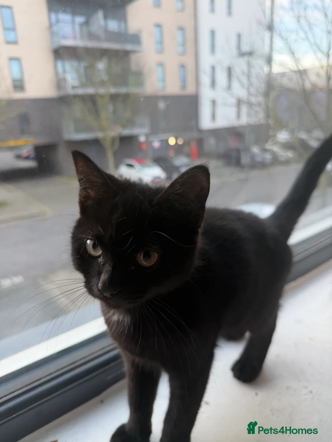 British Shorthair cats for sale: Meet The Best Kitten! - Advert 6