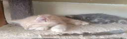 Maine Coon cats for sale: Stunning health tested, tica reg kittens 😍 - Advert 16