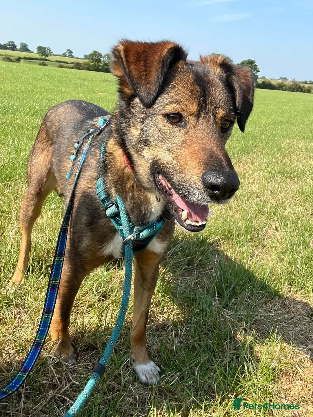 Mixed Breed dogs for adoption: Meet Jake, currently residing in Cheshire  in Nantwich - Advert 2