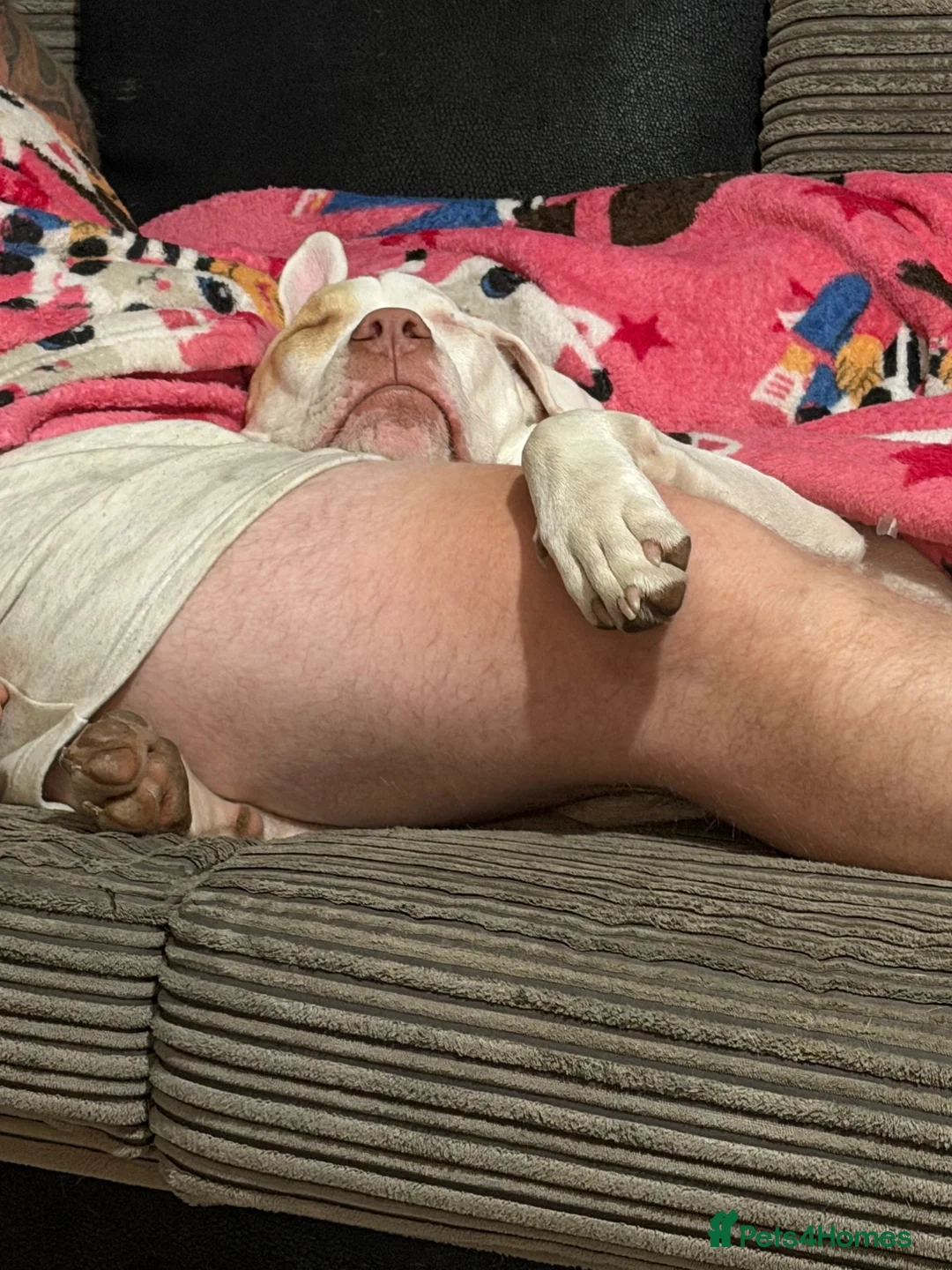 American Bull Staffy dogs for sale: American bull dog cross staffy in Barnsley - Advert 6