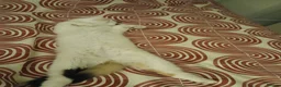 Mixed Breed cats for sale: Female kitten seeking new home  - Advert 14