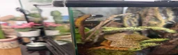 Gecko reptiles for sale: Mourning Geckos - Advert 5