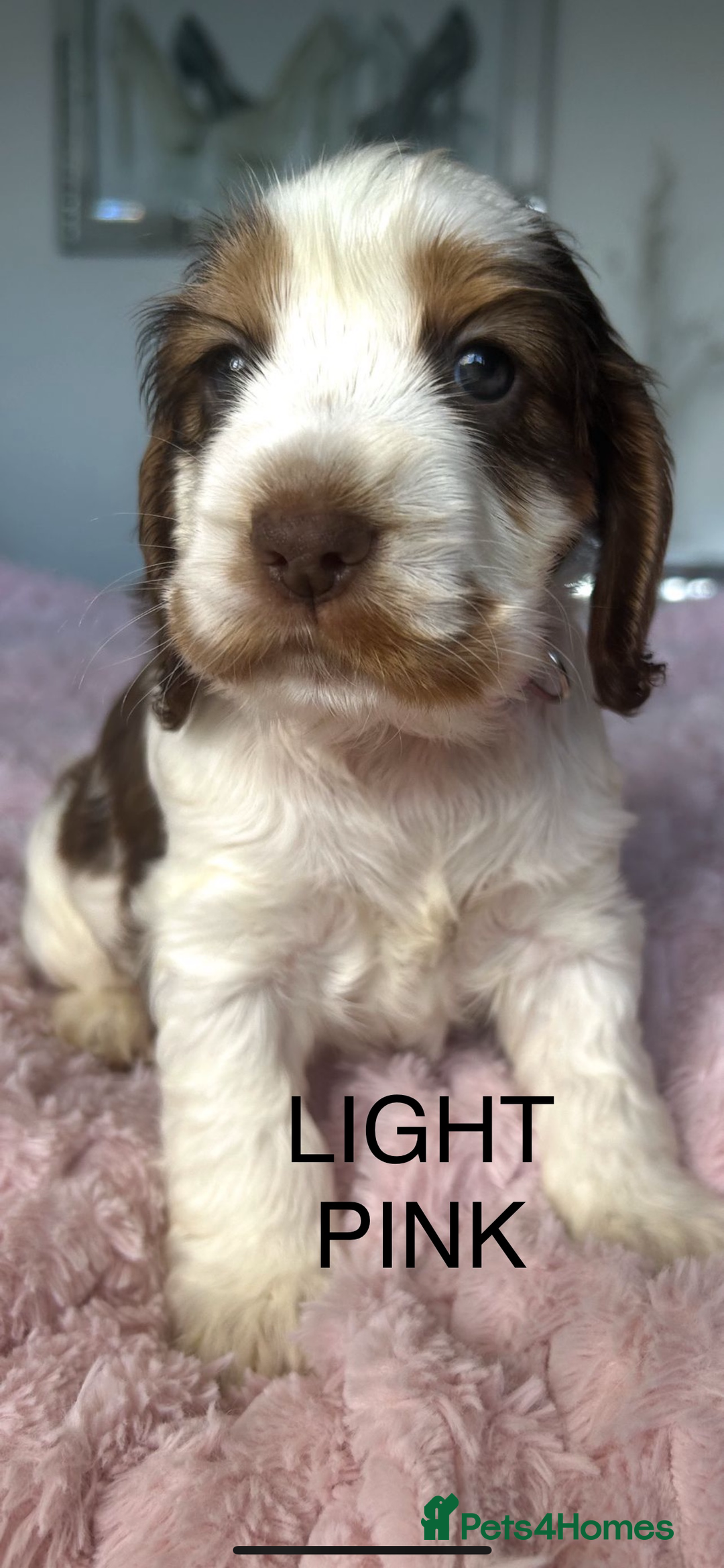 Cocker Spaniel dogs for sale: OUTSTANDING KC REG COCKER SPANIEL PUPPIES  - Image 18
