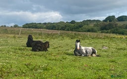 Riding pony horses for sale: Lula - 4yrs 12.2hh (still bum high) in Chesterfield - Image 3