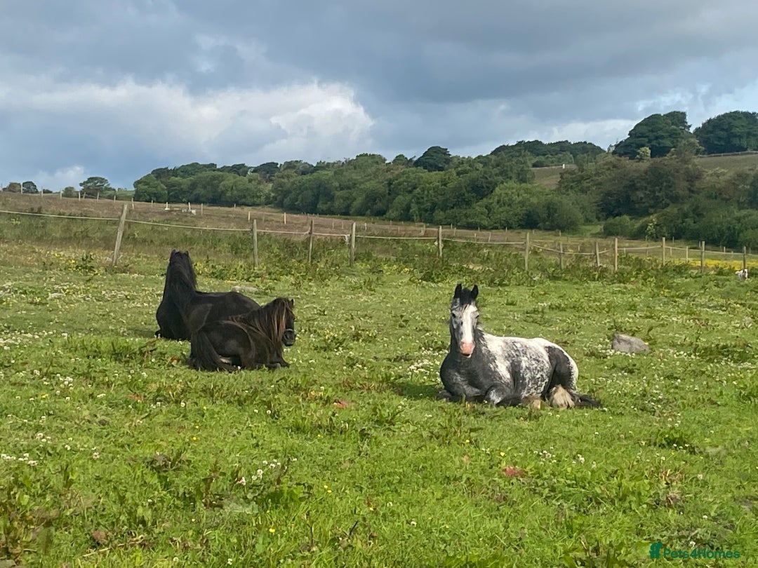 Riding pony horses for sale: Lula - 4yrs 12.2hh (still bum high) in Chesterfield - Image 3