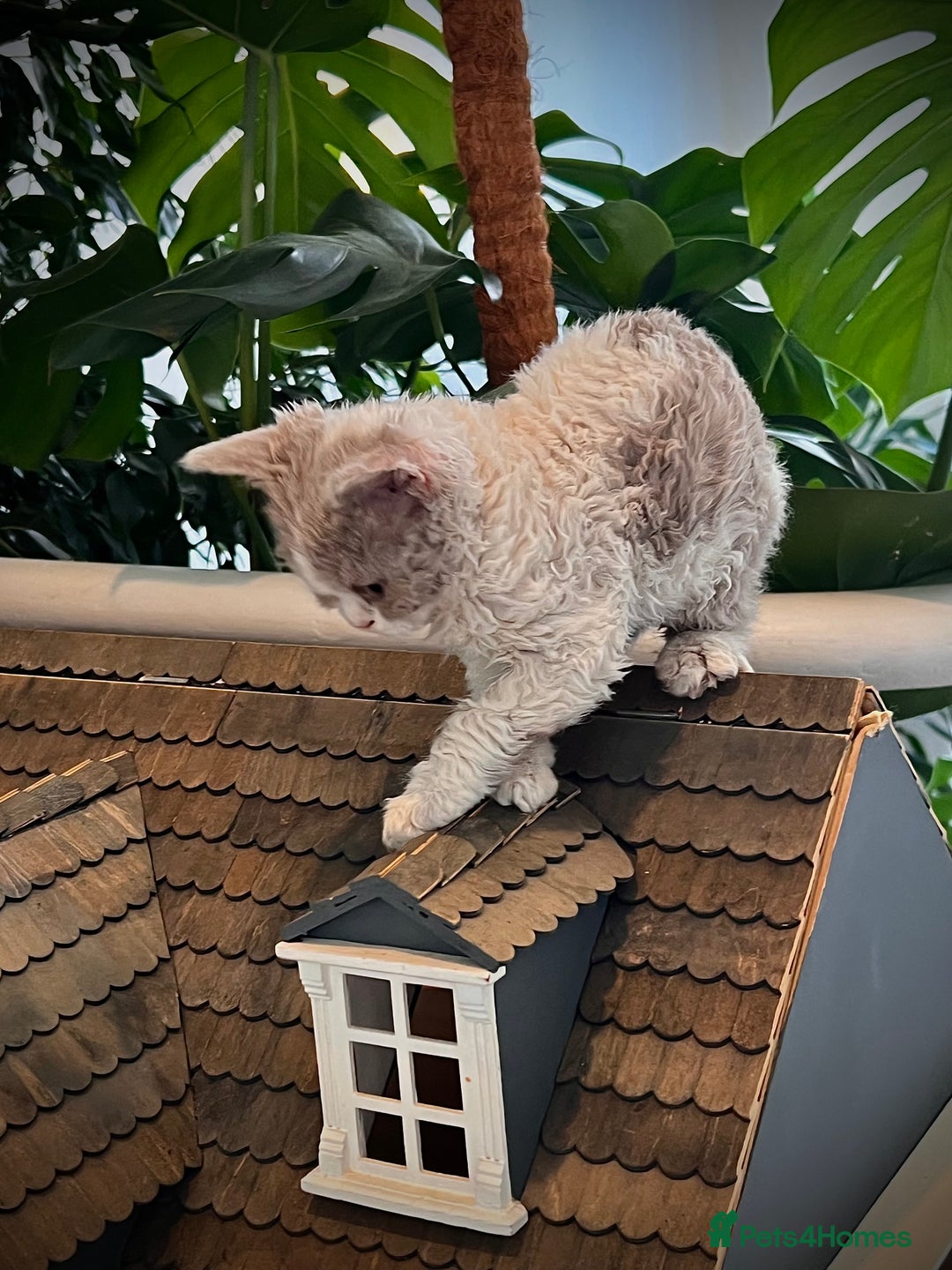 Selkirk Rex cats for sale: Gorgeous Selkirk Rex kittens - Image 24