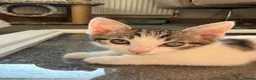 Mixed Breed cats for sale: Bengal mix  in Rhyl - Advert 4