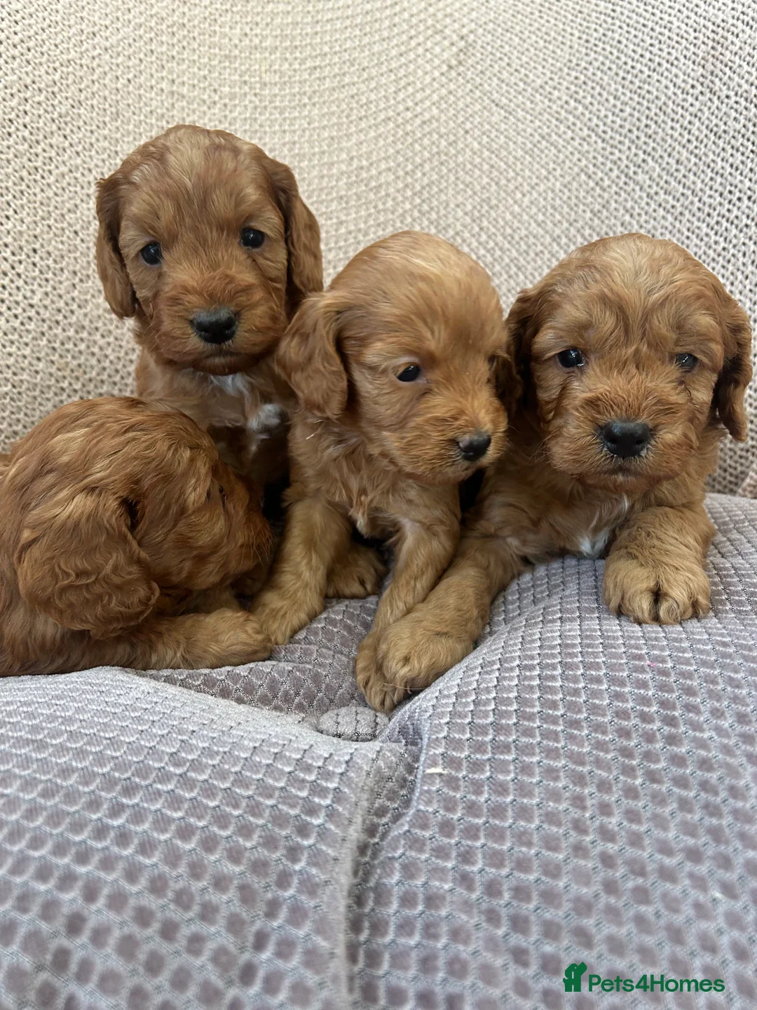 Cockapoo dogs for sale: 🐶Exceptional dark red toy cockapoos🐶 - Advert 10
