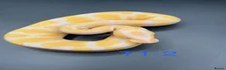 Snake reptiles for sale: Hatchling ball/royal pythons  - Advert 8
