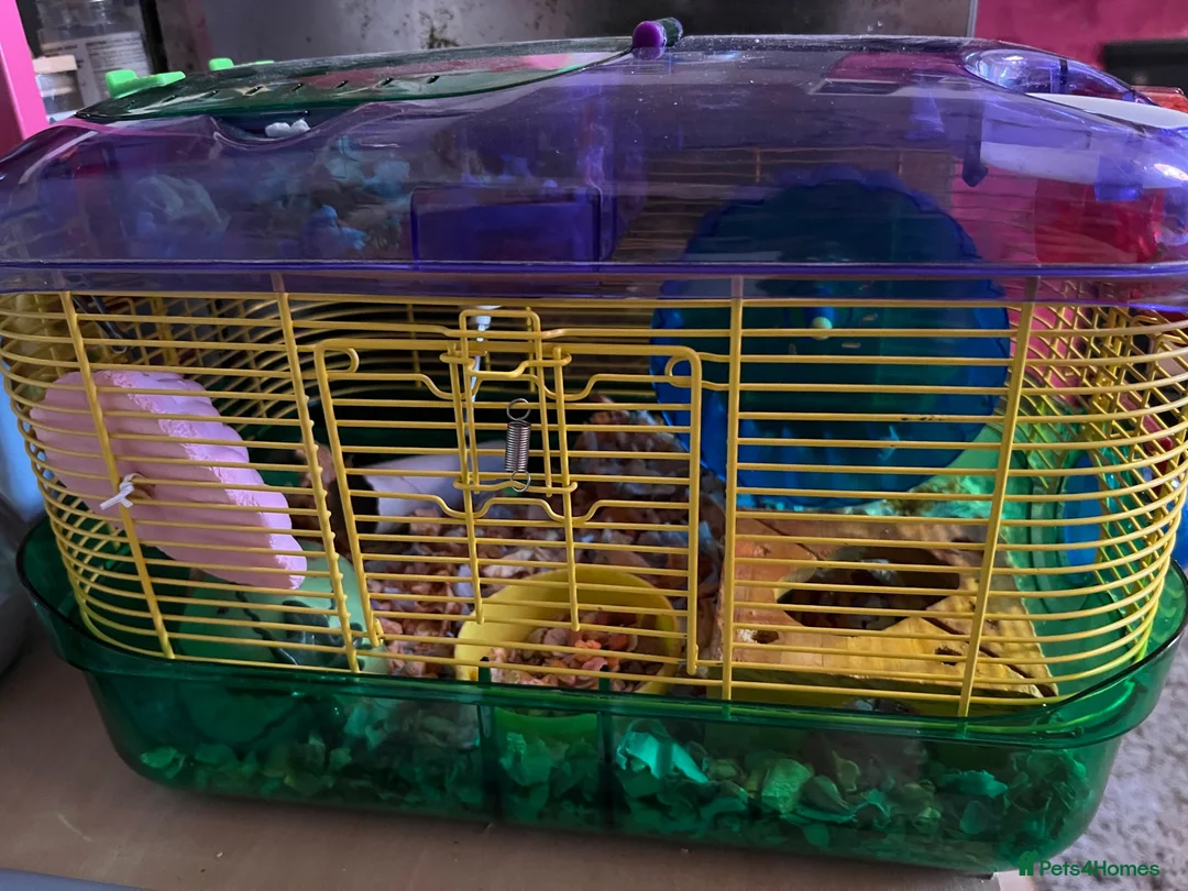 Mouse rodents for sale: 2 female Fancy mice and cage  - Advert 11
